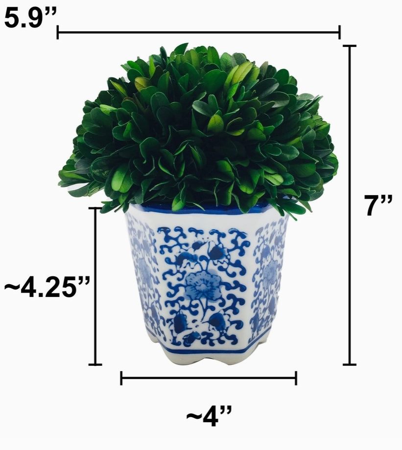 Preserved Boxwood Ball in Ceramic Pot