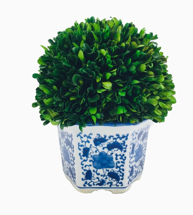 Preserved Boxwood Ball in Ceramic Pot