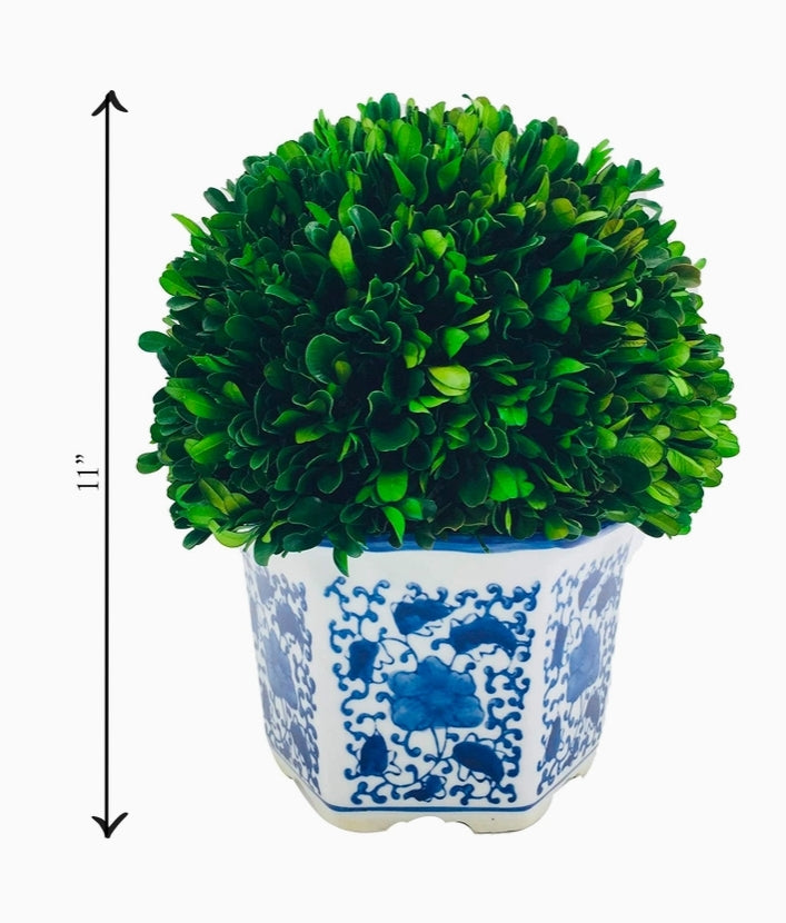 Preserved Boxwood Ball in Ceramic Pot