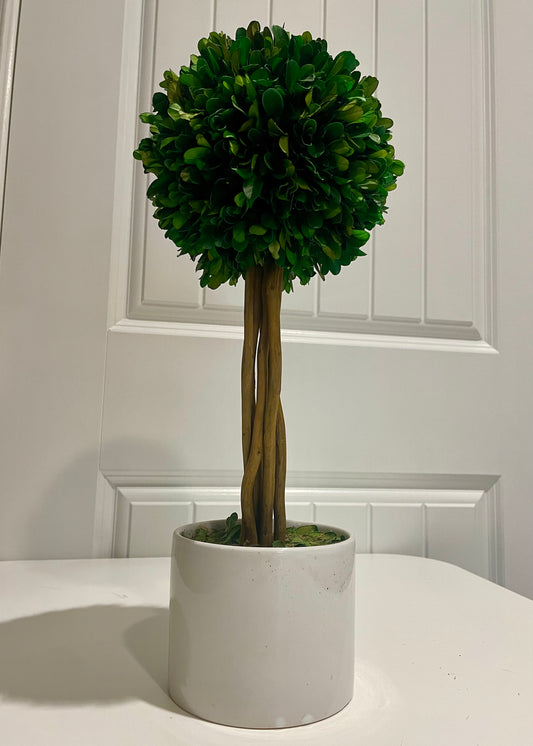 Boxwood Topiary Tree in White Ceramic Pot