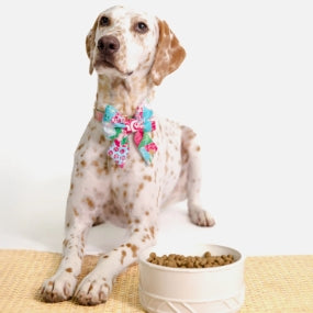 Lilly Pulitzer Pet Bowl, Sun Tiles Home