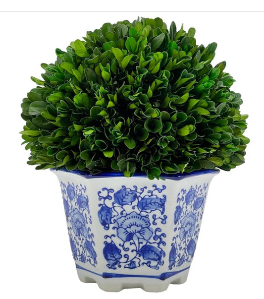 Preserved Boxwood Ball in Ceramic Pot