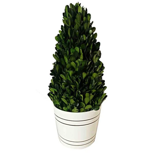 Boxwood Tower Topiary in White Planter