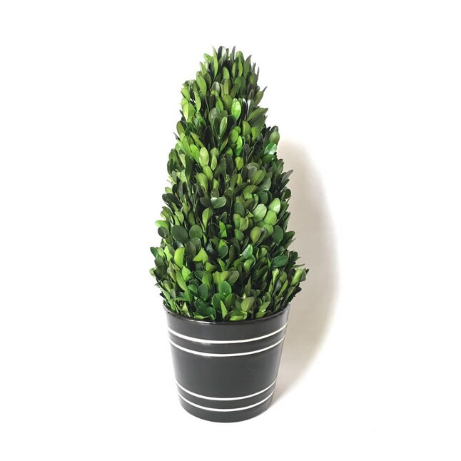 Boxwood Tower Topiary in Black Planter