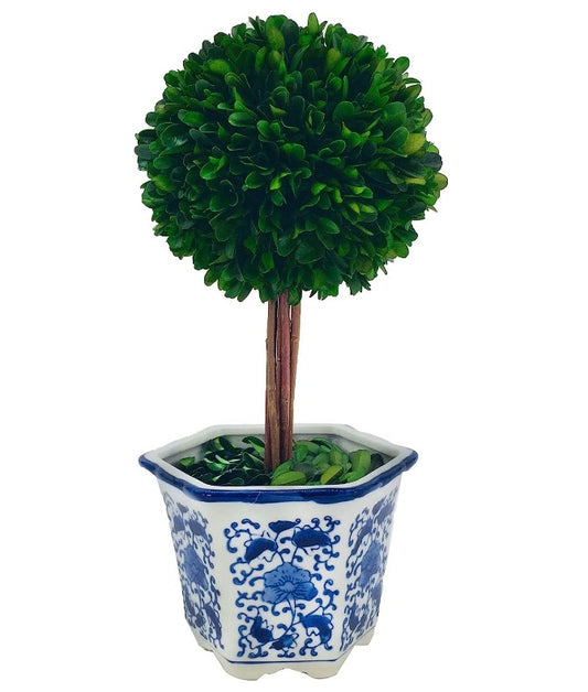 Boxwood Ball Tree in Ceramic Pot